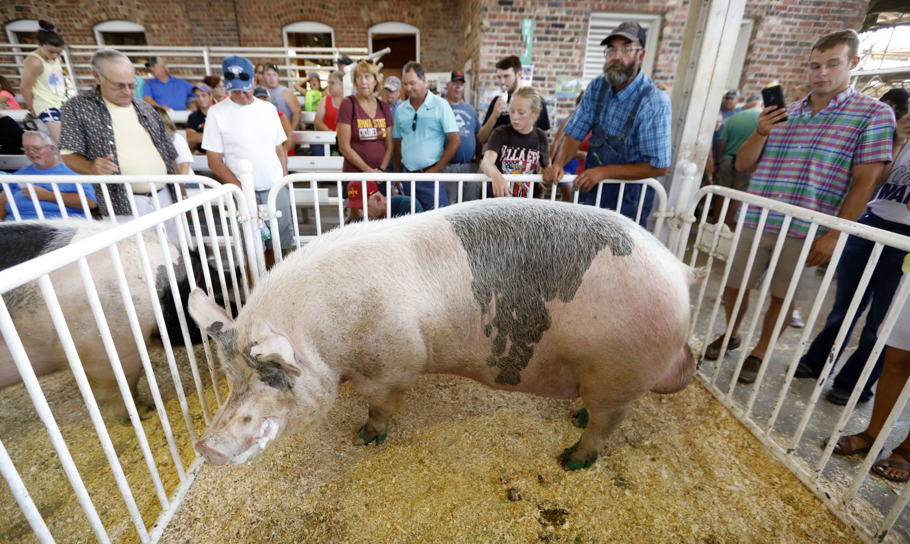 081018AP-Iowa-State-Fair-5